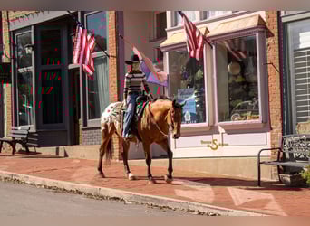 Plus de chevaux à sang chaud Croisé, Hongre, 10 Ans, 163 cm, Bai cerise