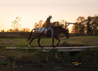 Plus de chevaux à sang chaud Croisé, Hongre, 10 Ans, 163 cm, Bai cerise