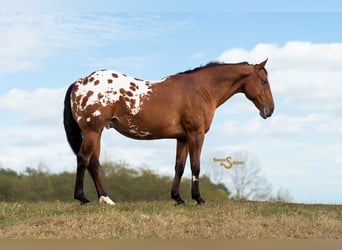 Plus de chevaux à sang chaud Croisé, Hongre, 10 Ans, 163 cm, Bai cerise