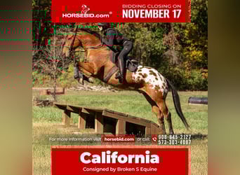 Plus de chevaux à sang chaud Croisé, Hongre, 10 Ans, 163 cm, Bai cerise