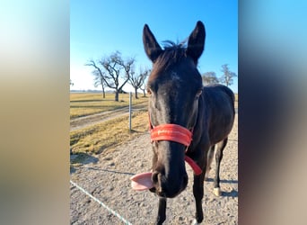 Plus de chevaux à sang chaud, Hongre, 10 Ans, 170 cm, Noir