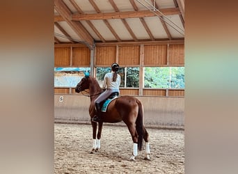 Plus de chevaux à sang chaud, Hongre, 10 Ans, 174 cm, Alezan