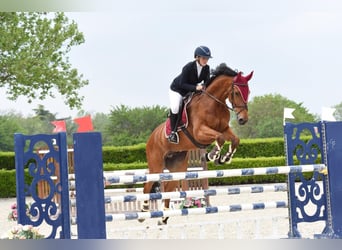Plus de chevaux à sang chaud, Hongre, 10 Ans, 175 cm, Bai