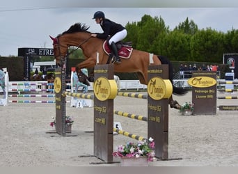 Plus de chevaux à sang chaud, Hongre, 10 Ans, 175 cm, Bai