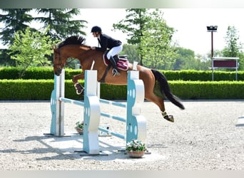 Plus de chevaux à sang chaud, Hongre, 10 Ans, 175 cm, Bai