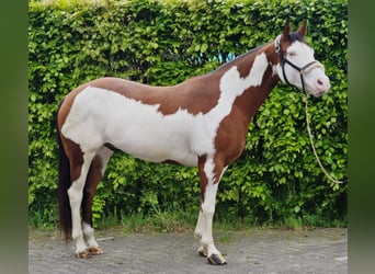 Plus de chevaux à sang chaud, Hongre, 11 Ans, 159 cm, Overo-toutes couleurs