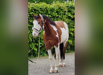 Plus de chevaux à sang chaud, Hongre, 11 Ans, 159 cm, Overo-toutes couleurs