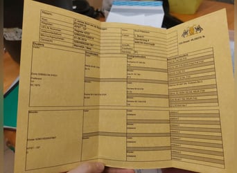 Plus de chevaux à sang chaud, Hongre, 11 Ans, 160 cm, Pinto