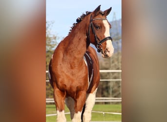 Plus de chevaux à sang chaud, Hongre, 11 Ans, 160 cm, Pinto