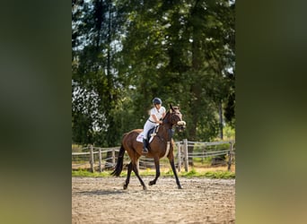Plus de chevaux à sang chaud, Hongre, 11 Ans, 165 cm, Bai brun