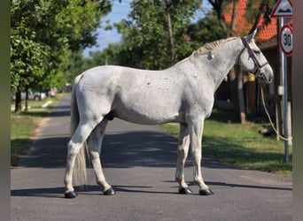 Plus de chevaux à sang chaud, Hongre, 11 Ans, 165 cm, Gris