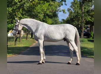 Plus de chevaux à sang chaud, Hongre, 11 Ans, 165 cm, Gris