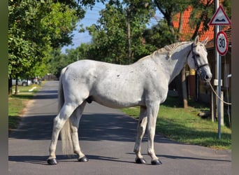 Plus de chevaux à sang chaud, Hongre, 11 Ans, 165 cm, Gris