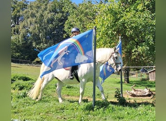Plus de chevaux à sang chaud, Hongre, 11 Ans, 165 cm, Gris