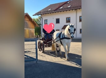 Plus de chevaux à sang chaud, Hongre, 11 Ans, 165 cm, Gris