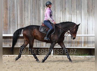 Plus de chevaux à sang chaud, Hongre, 11 Ans, 166 cm, Bai