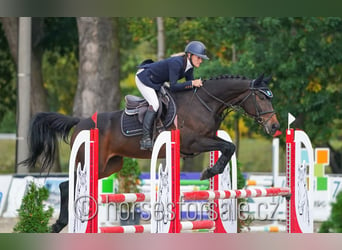 Plus de chevaux à sang chaud, Hongre, 11 Ans, 166 cm, Bai