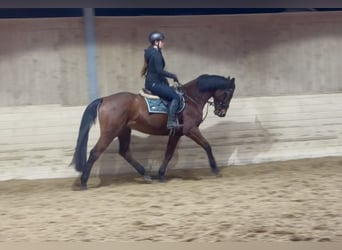 Plus de chevaux à sang chaud, Hongre, 11 Ans, 170 cm, Bai