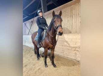 Plus de chevaux à sang chaud, Hongre, 11 Ans, 170 cm, Bai