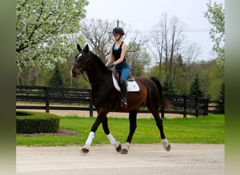 Plus de chevaux à sang chaud, Hongre, 11 Ans, 173 cm, Bai cerise