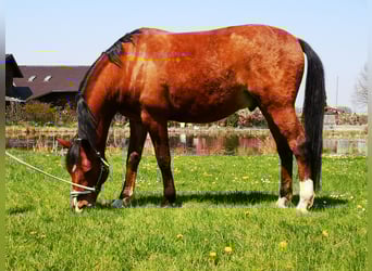 Plus de chevaux à sang chaud, Hongre, 12 Ans, 157 cm, Bai