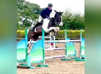 Plus de chevaux à sang chaud, Hongre, 12 Ans, 163 cm, Tobiano-toutes couleurs