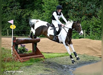 Plus de chevaux à sang chaud, Hongre, 12 Ans, 163 cm, Tobiano-toutes couleurs