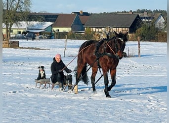 Plus de chevaux à sang chaud, Hongre, 12 Ans, 165 cm, Bai