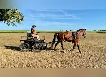 Plus de chevaux à sang chaud, Hongre, 12 Ans, 165 cm, Bai