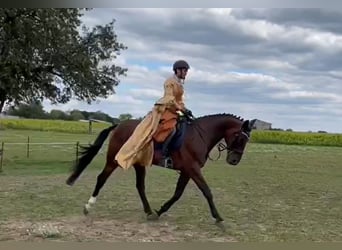 Plus de chevaux à sang chaud, Hongre, 12 Ans, 165 cm, Bai
