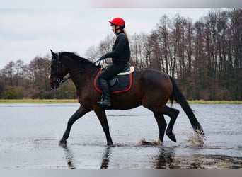 Plus de chevaux à sang chaud, Hongre, 12 Ans, 165 cm, Bai