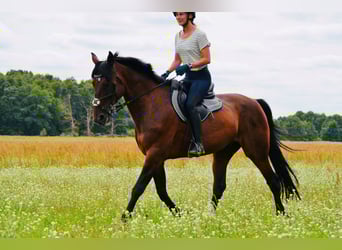 Plus de chevaux à sang chaud, Hongre, 12 Ans, 165 cm, Bai