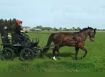 Plus de chevaux à sang chaud, Hongre, 12 Ans, 165 cm, Bai
