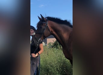 Plus de chevaux à sang chaud, Hongre, 12 Ans, 165 cm, Bai