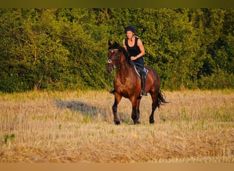 Plus de chevaux à sang chaud, Hongre, 12 Ans, 165 cm, Bai