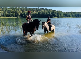 Plus de chevaux à sang chaud, Hongre, 12 Ans, 165 cm, Bai