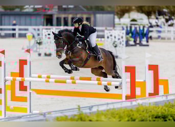 Plus de chevaux à sang chaud, Hongre, 12 Ans, 165 cm, Bai