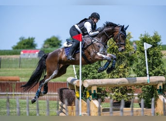 Plus de chevaux à sang chaud, Hongre, 12 Ans, 165 cm, Bai