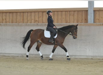 Plus de chevaux à sang chaud, Hongre, 12 Ans, 165 cm, Bai