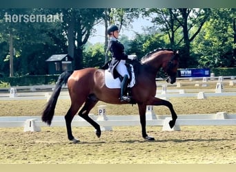 Plus de chevaux à sang chaud, Hongre, 12 Ans, 175 cm, Bai cerise