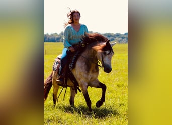 Plus de chevaux à sang chaud, Hongre, 12 Ans, Buckskin