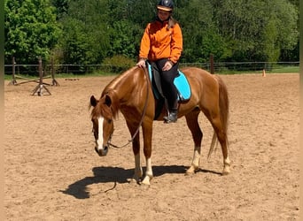Plus de chevaux à sang chaud, Hongre, 13 Ans, 153 cm, Alezan