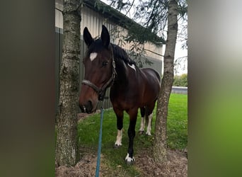 Plus de chevaux à sang chaud Croisé, Hongre, 13 Ans, 169 cm