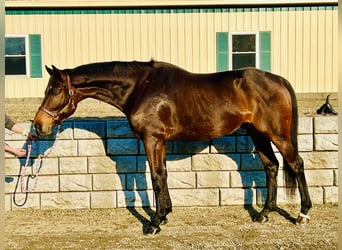 Plus de chevaux à sang chaud, Hongre, 13 Ans, 178 cm, Bai cerise