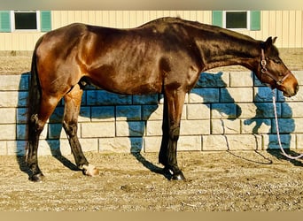 Plus de chevaux à sang chaud, Hongre, 13 Ans, 178 cm, Bai cerise