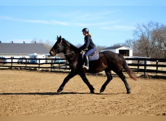 Plus de chevaux à sang chaud, Hongre, 14 Ans, 173 cm, Noir