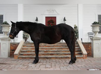 Plus de chevaux à sang chaud, Hongre, 14 Ans, 173 cm, Noir