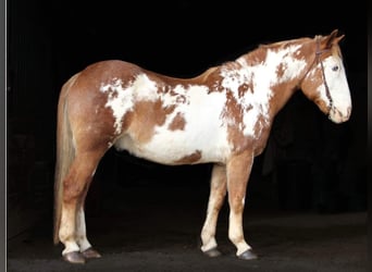 Plus de chevaux à sang chaud, Hongre, 15 Ans, 168 cm, Overo-toutes couleurs