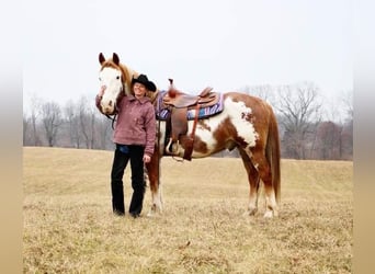 Plus de chevaux à sang chaud, Hongre, 15 Ans, 168 cm, Overo-toutes couleurs