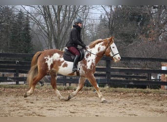 Plus de chevaux à sang chaud, Hongre, 15 Ans, 168 cm, Overo-toutes couleurs